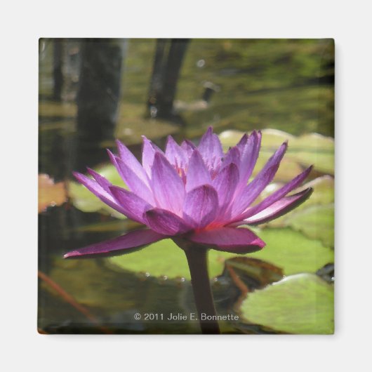 Water Lily Magnet Magneet (Voorkant)