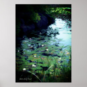 Water Lily Pond Poster