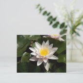 Water Lily Postcard Briefkaart (Staand voorkant)