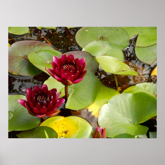 Water Lily Poster (Voorkant)