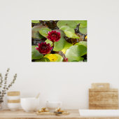 Water Lily Poster (Keuken)