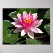 Water Lily Poster (Voorkant)