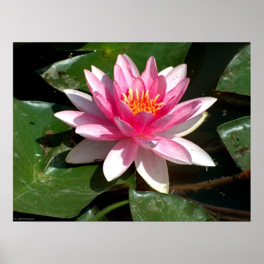 Water Lily Poster (Voorkant)