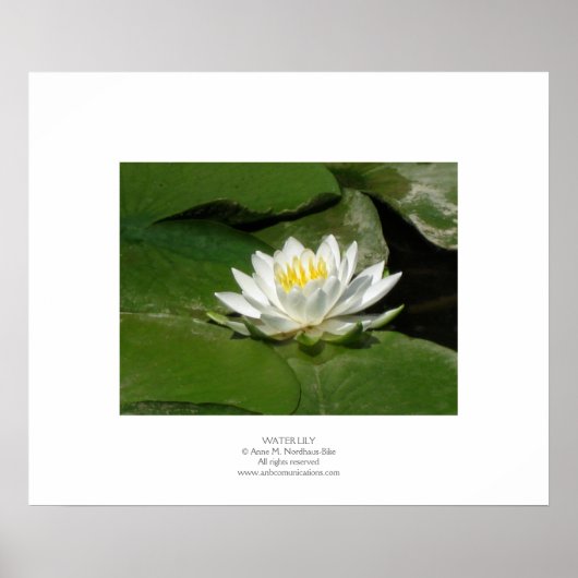 Water Lily Poster (Voorkant)