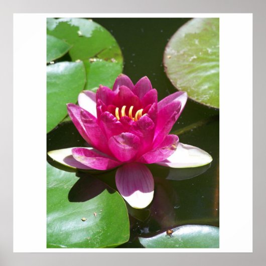 Water Lily Poster (Voorkant)