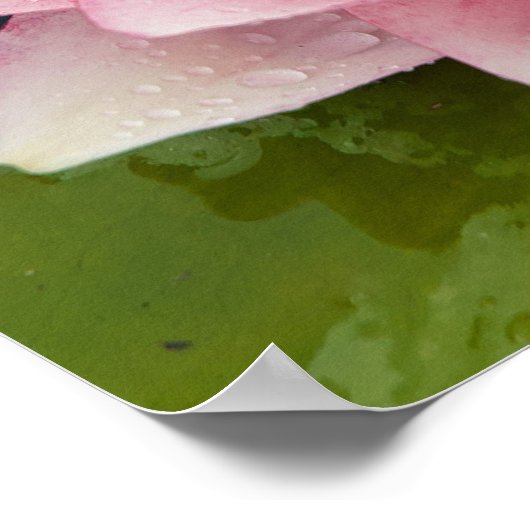 Water Lily Poster (Hoek)