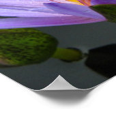 Water Lily Poster (Hoek)