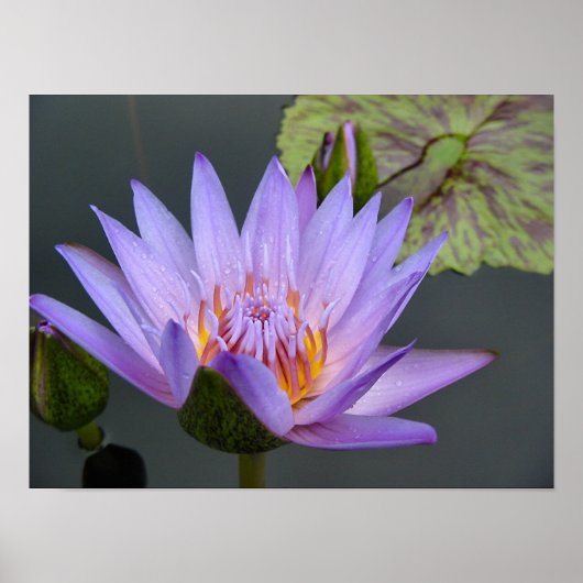 Water Lily Poster (Voorkant)