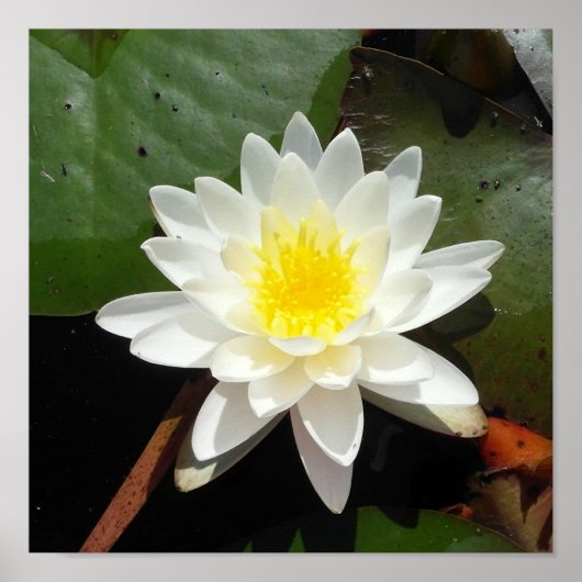 Water Lily Poster (Voorkant)