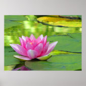 Water Lily Poster (Voorkant)