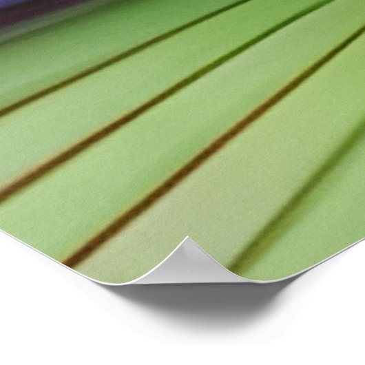 Water Lily Poster (Hoek)