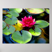 Water Lily Poster (Voorkant)