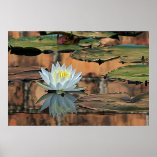 Water Lily Reflection Foto Poster Print (Voorkant)