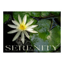 Water Lily Serenity Inspirerend Poster