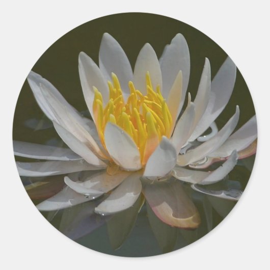 Water Lily Sticker (Voorkant)