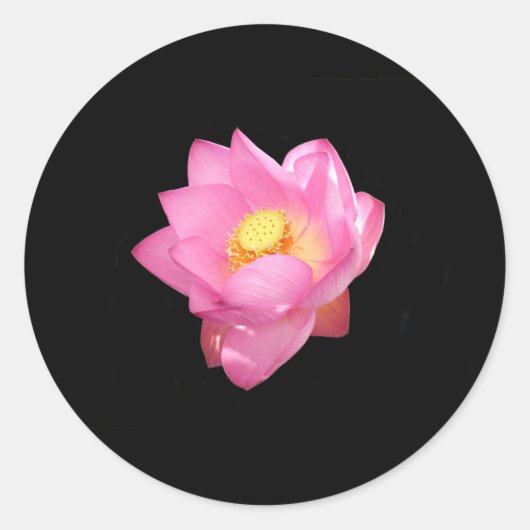 Water Lily Stickers (Voorkant)