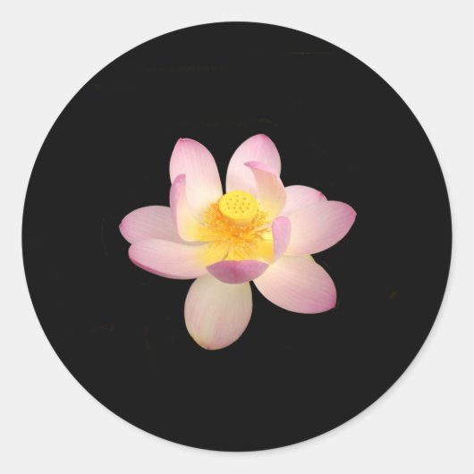 Water Lily Stickers (Voorkant)