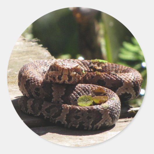 Water Moccasin / Cottonmouth Snake Stickers (Voorkant)