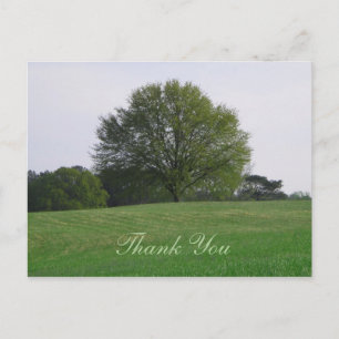 Water Oak Tree Dank u Briefkaart