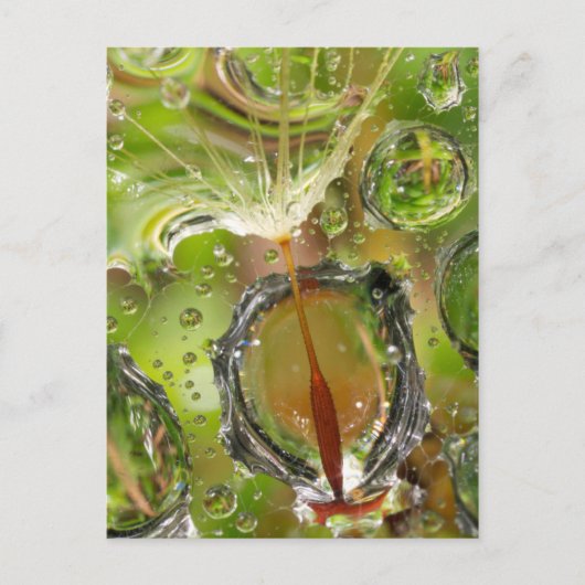 Water op dandelionzaad, CA Briefkaart (Voorkant)