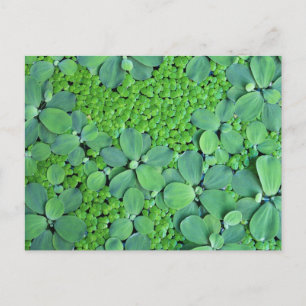 Water plant briefkaart