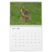 Waterbirds 4 kalender (Mar 2026)