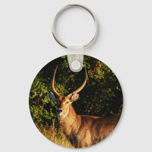 Waterbuck - safari animal keyingringen sleutelhanger