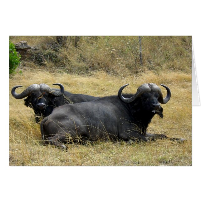 WATERBUFFALO IN KENIA (Voorkant Horizontaal)