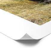 WATERBUFFALO IN KENIA POSTER (Hoek)