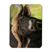 Waterbuffel flexibele magneet (Verticaal)