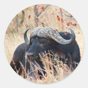 waterbuffel ronde sticker