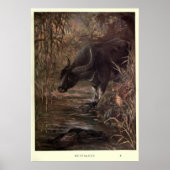 waterbuffelverf (1909) poster (Voorkant)