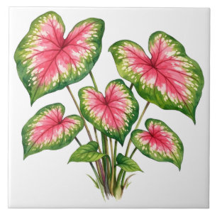 Watercolor Levendig Roze Caladium Plant Tegeltje