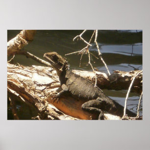 Waterdraak Poster