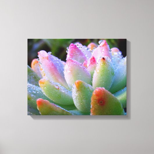 Waterdruppel succulent canvas afdruk (Voorkant)