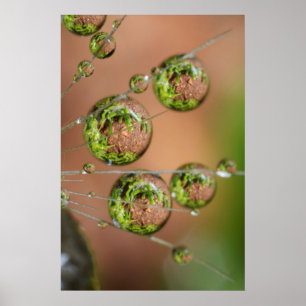 Waterdruppelreflectie Poster