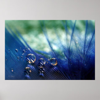 Waterdruppels op doezels poster
