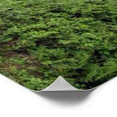 Waterfall Near Hilo, Hawaii Poster (Hoek)