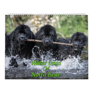 Waterhonden Van Notta Bear Kalender