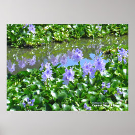 Waterhyacint Poster