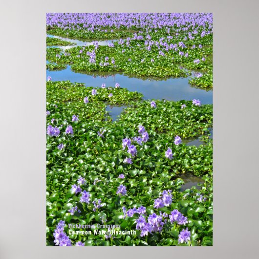 Waterhyacint Poster (Voorkant)