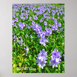 Waterhyacint Poster