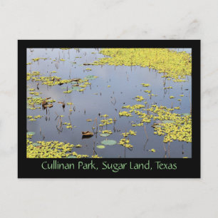 Waterhyacinth in Cullinan Park, Sugar Land, Texas Briefkaart
