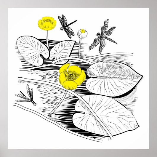 Waterlelengraving Poster (Voorkant)