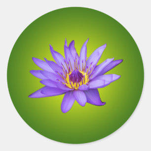 Waterlelie Bloem Vijver Aquatische Paarse Water Bl Ronde Sticker
