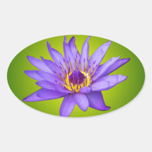 Waterlelie Bloem Vijver Aquatische Paarse Waterblo Ovale Sticker