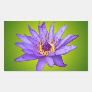 Waterlelie Bloem Vijver Aquatische Paarse Waterblo Rechthoekige Sticker