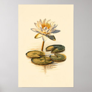 Waterlelie botanische studie – 12 x 18 poster