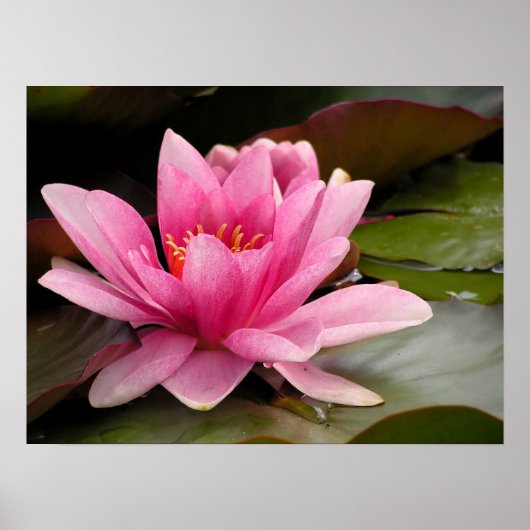 Waterlelie Canvasprint Poster (Voorkant)