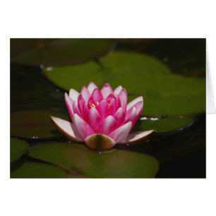 Waterlelie en kussens